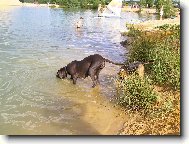 Deutsche Dogge