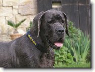 Deutsche Dogge
