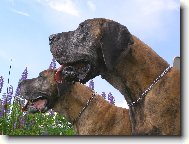 Deutsche Dogge