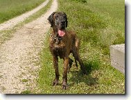 Deutsche Dogge