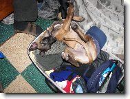 Whippet \(Dog standard\)