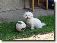 Bichon á poil frisé, Bichon Frise