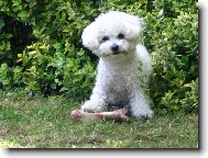 Bichon á poil frisé, Bichon Frise
