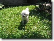 Bichon á poil frisé, Bichon Frise