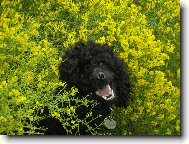 Poodle, Caniche