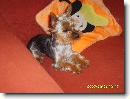 Jorkšírský terier, Yorkshire Terrier,