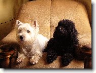 Poodle, Caniche