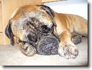 Bullmastiff