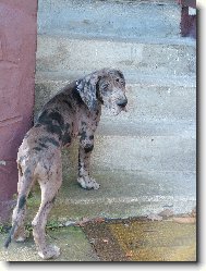 Deutsche Dogge