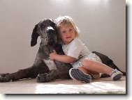 Deutsche Dogge