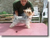 Jorkšírský terier, Yorkshire Terrier,