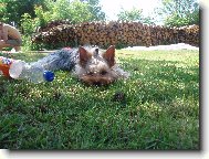 Jorkšírský terier, Yorkshire Terrier,