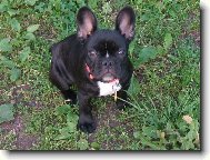 Bouledogue francais, French Bulldog
