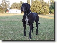 Deutsche Dogge