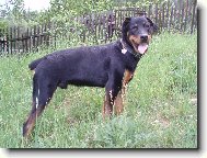Rottweiler