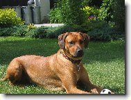 Rhodesian Ridgeback