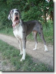Deutsche Dogge