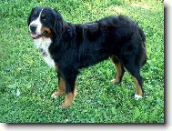Berner Sennenhund