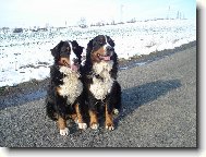 Berner Sennenhund
