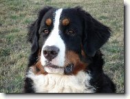 Berner Sennenhund