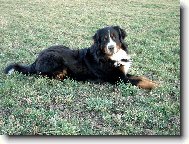 Berner Sennenhund