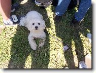 Bichon á poil frisé, Bichon Frise