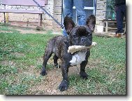 Bouledogue francais, French Bulldog