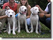 Dogo Argentino