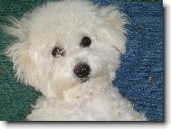 Bichon á poil frisé, Bichon Frise