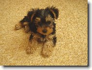 Jorkšírský terier, Yorkshire Terrier,