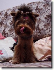 Jorkšírský terier, Yorkshire Terrier,