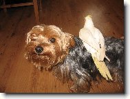 Jorkšírský terier, Yorkshire Terrier,