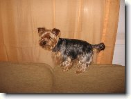 Jorkšírský terier, Yorkshire Terrier,