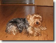 Jorkšírský terier, Yorkshire Terrier,