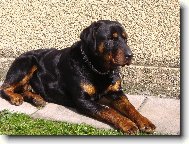 Rottweiler