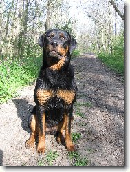 Rottweiler