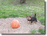 Jorkšírský terier, Yorkshire Terrier,