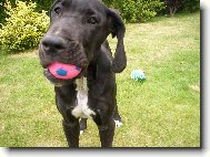 Deutsche Dogge