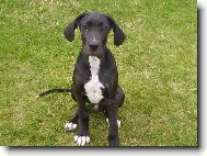 Deutsche Dogge