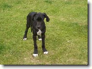 Deutsche Dogge