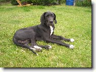 Deutsche Dogge