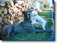 Deutsche Dogge