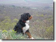 Berner Sennenhund