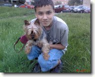 Jorkšírský terier, Yorkshire Terrier,