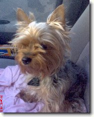 Jorkšírský terier, Yorkshire Terrier,