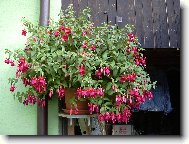 Fuchsia