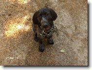 Deutscher Kurzhaariger Vorstehhund