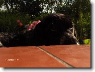 Deutscher Kurzhaariger Vorstehhund