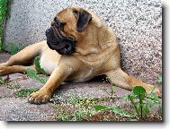 Bullmastiff