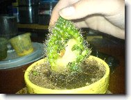 Cactus